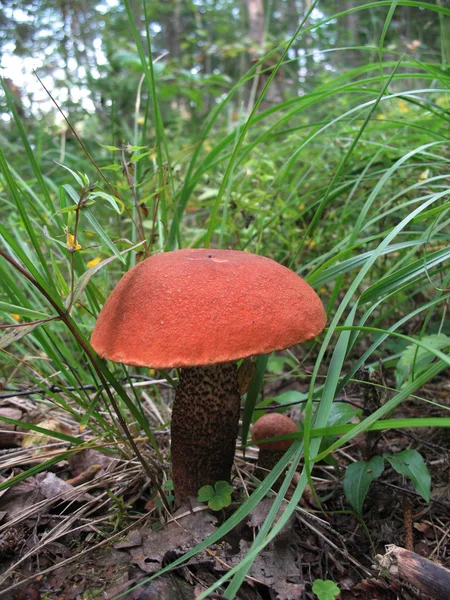Pilze im Wald 2 — Stockfoto