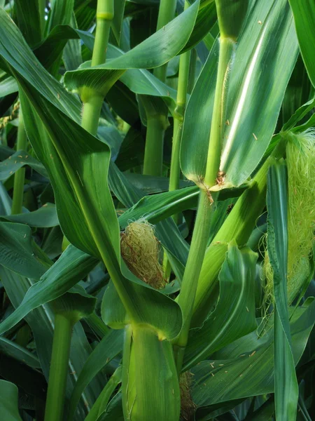 Uprawy kukurydzy — Zdjęcie stockowe