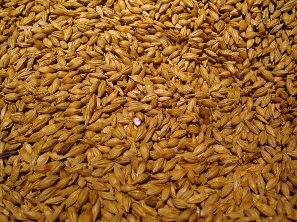 大麦籽粒 免版税图库照片