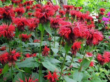 Monarda flowers clipart