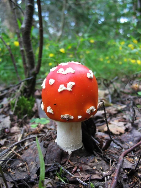 Pilze im Wald. — Stockfoto