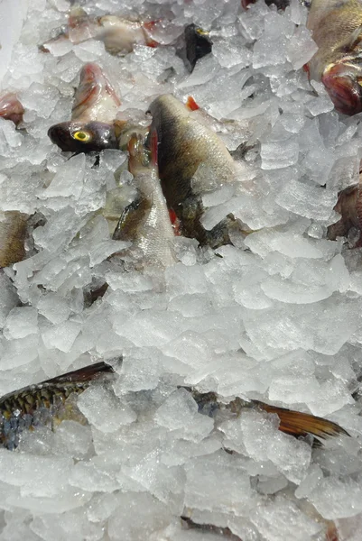 Fish in ice — Stock Photo, Image