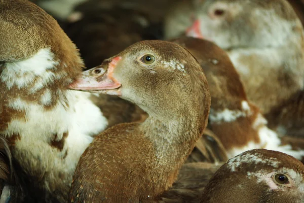 Anne ördek ve ördek yavrusu — Stok fotoğraf