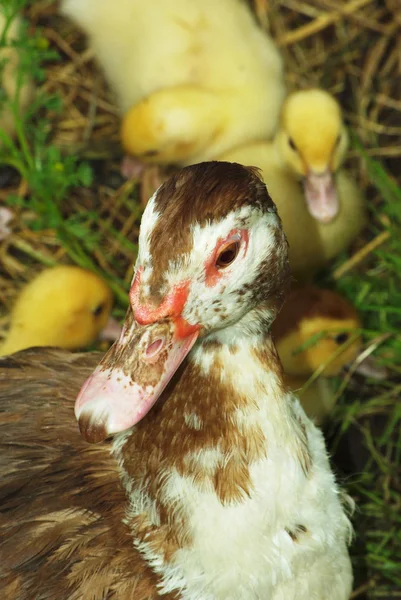 Matka kachna a Kachňata — Stock fotografie