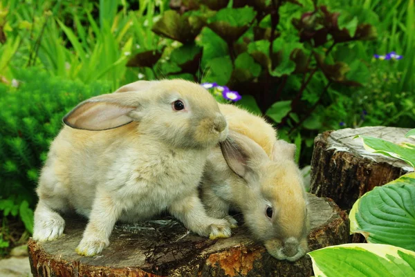 Pequenos coelhos no coto — Fotografia de Stock