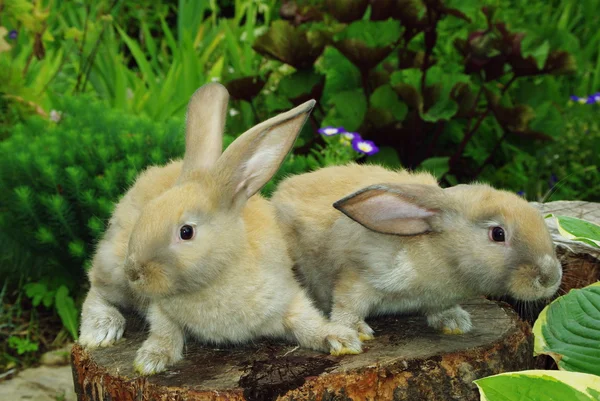 Маленькие кролики на пне — стоковое фото