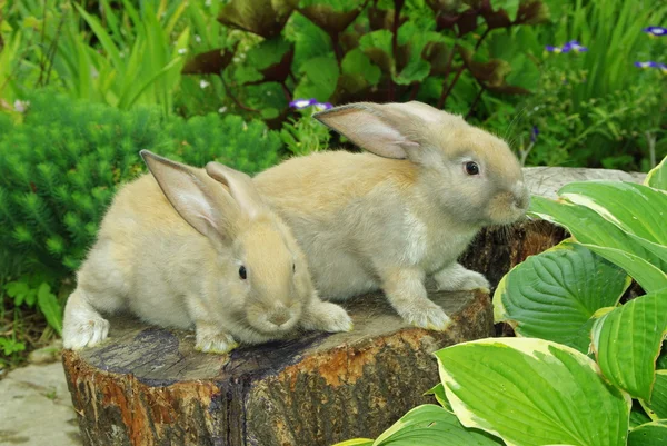 stock image Little rabbits on the stump