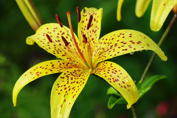 Yellow tiger lily — Stock Photo, Image