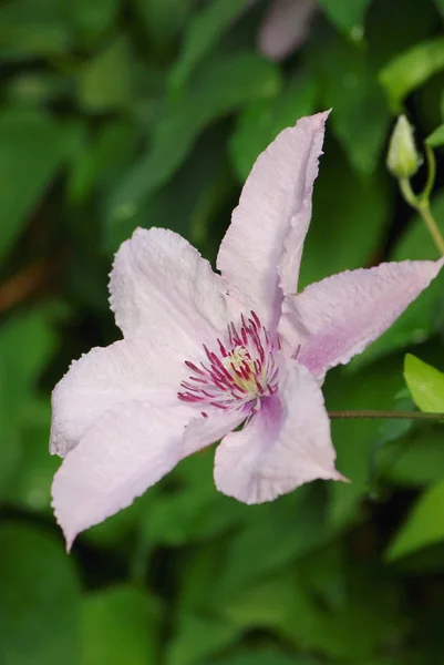 Цветок Клематиса — стоковое фото