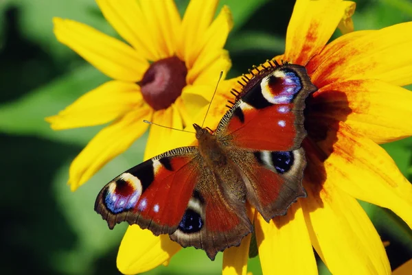 stock image Butterfly, flying from flower