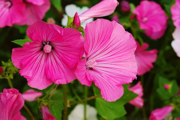 粉红和白色的大花葵 flovers 免版税图库照片