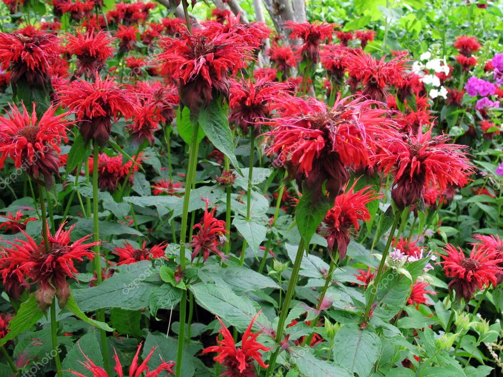 Monarda flowers — Stock Photo © VitaminDP #2863896