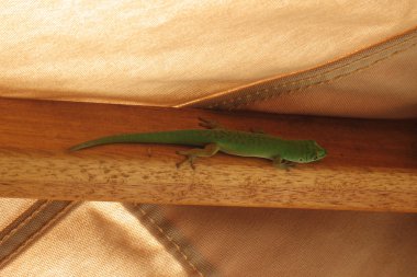 Little green gecko clipart