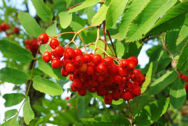 rowanberry fırça