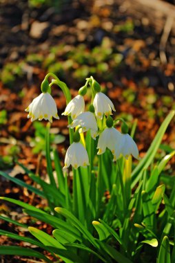 Snowdrop flowers clipart