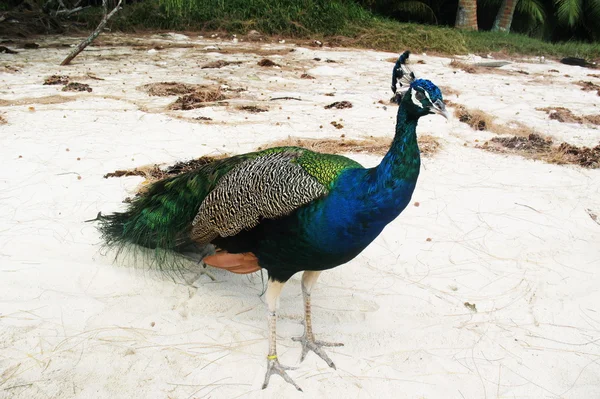 Walking peacock — Stock Photo, Image