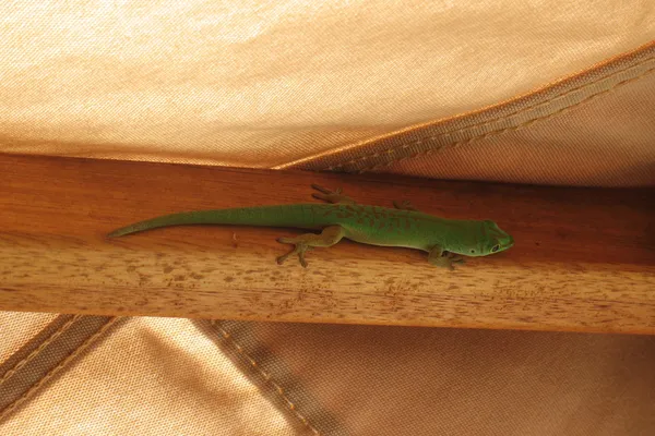 Pequena lagartixa verde — Fotografia de Stock