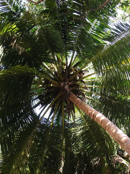 Пальмовые листья — стоковое фото