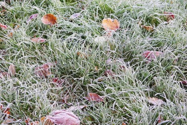 Замороженный газон — стоковое фото