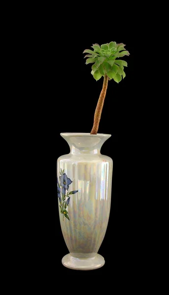 Фарфоровая ваза с экзотическим растением — стоковое фото