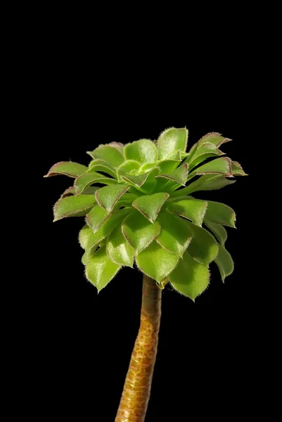 Pobočka exotických rostlin — Stock fotografie