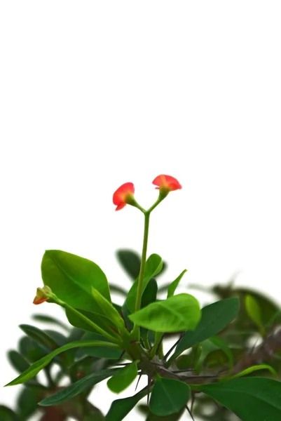 Ramo de planta exótica — Fotografia de Stock