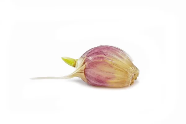 stock image Sprouted clove of garlic