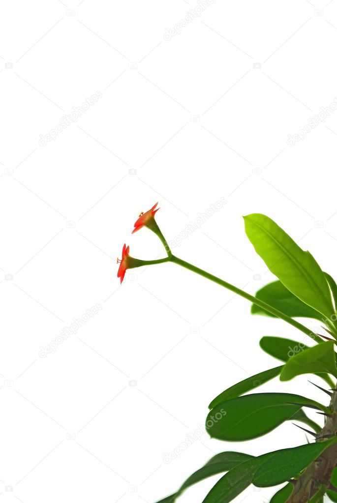 Branch of exotic flowering plant