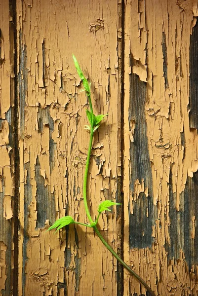 Young sprout on old wood wall background — Stock Photo, Image