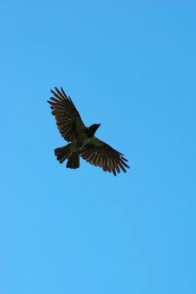 stock image Crow flying against blue sky