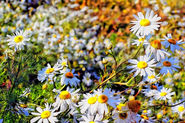 Cammomile flower — Stock Photo, Image