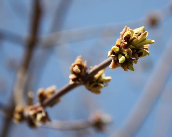 stock image Buds