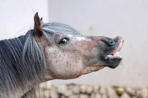 Uśmiechający się konia — Zdjęcie stockowe
