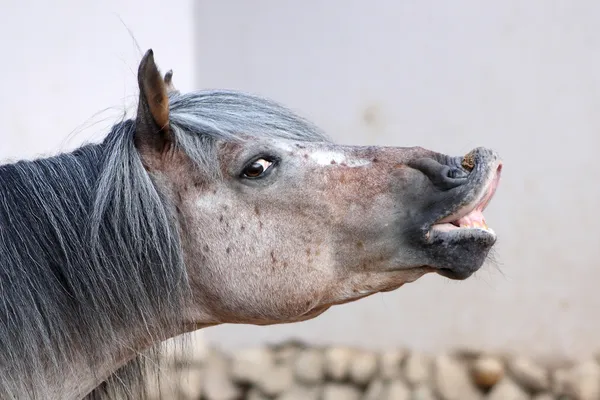 Cavalo rindo engraçado com olhos castanhos pretos e focinho