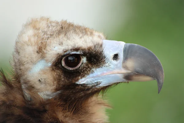 stock image Himalayan vulture close up