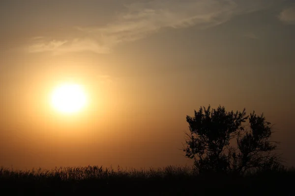 stock image Rising sun