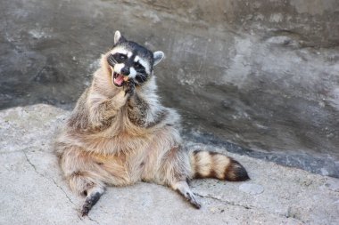 Sitting on the rock raccoon clipart