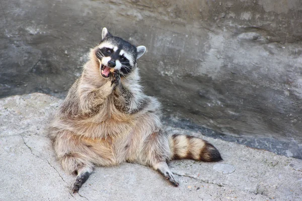Sitting on the rock raccoon — Stock Photo, Image