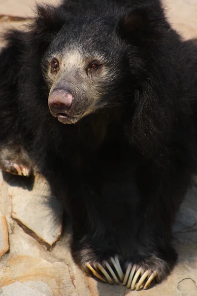 stock image Sitting Sloth Bear