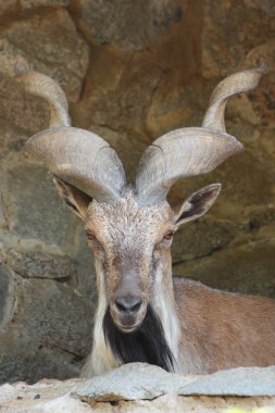 Markhor