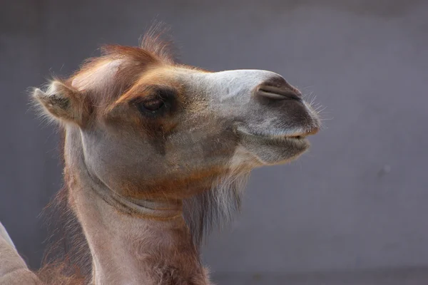 stock image Camel's head