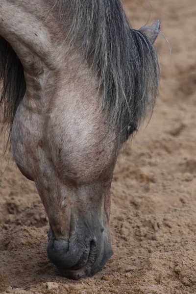 Kop van een paard — Stockfoto