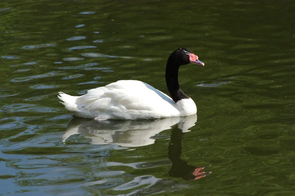 Cisne de pescoço preto — Fotografia de Stock