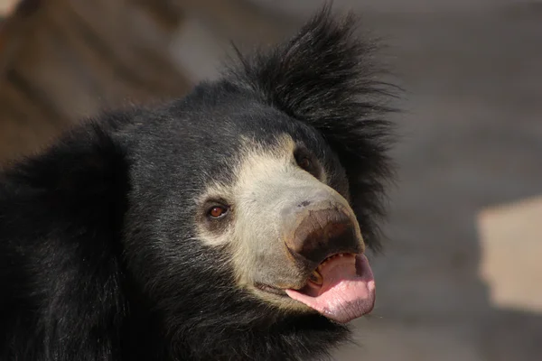 stock image Sloth bear