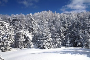 Kışın orman