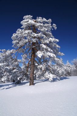 Tree In Snow, winter scene clipart