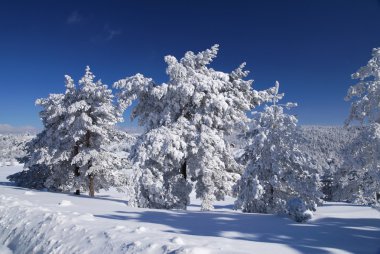 Kış