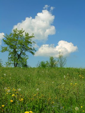 Green Field and blue sky clipart