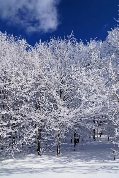 stock image Winter Forest Frozen