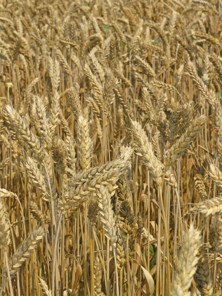 Harvest Field — Stock Photo, Image